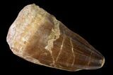 Fossil Mosasaur (Prognathodon) Tooth - Morocco #164183-1